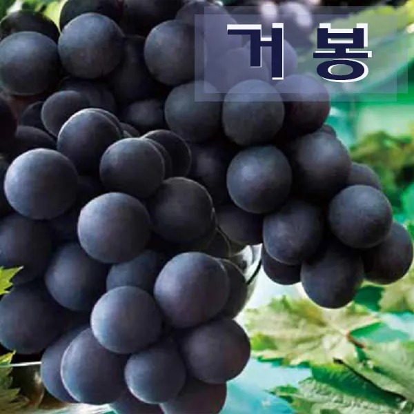 참과일 하우스 거봉 2kg, 1박스, 2kg(3~4송이)