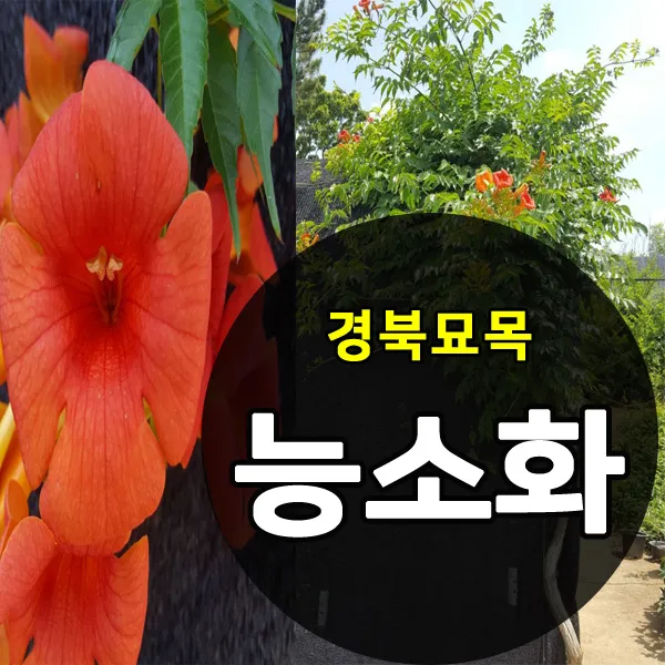 [경북농원] 능소화 포트묘 1-2년생(5치포트), 능소화 포트묘 1년생