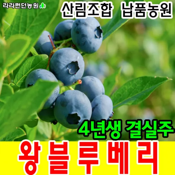 라라런던농원 블루베리묘목 4년생 나무 재배 키우기