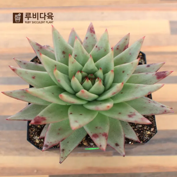 루비다육 다육식물_단품_오리지날새벽별980, 1개, 사진참조