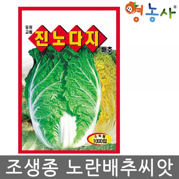 진노다지 배추씨앗 1000립김장씨앗 통배추씨앗 텃밭, 진노다지배추