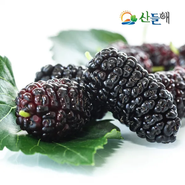 산들해 2019년 지리산 햇 오디(급냉), 1개, 5kg