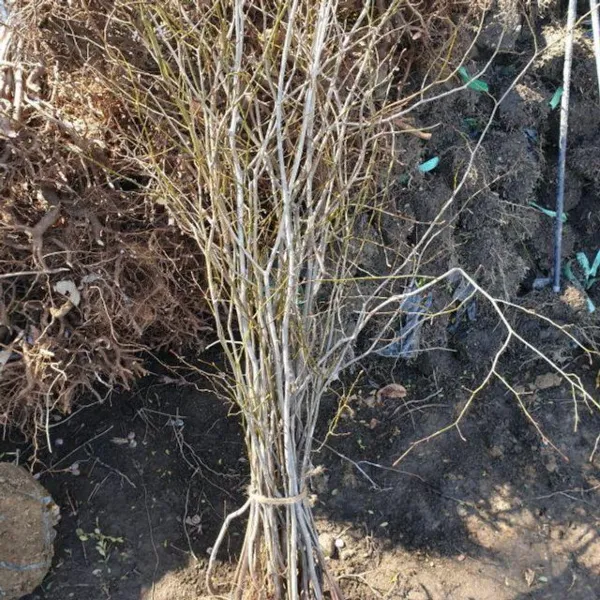 소셜원생강 나무 키1.2m(개화주) 생강나무