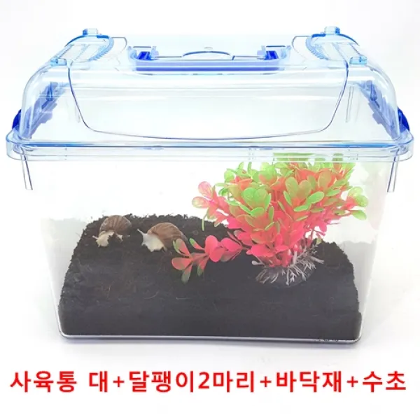 애완달팽이 달팽이키우기세트-(사육통 대 포함), 1세트