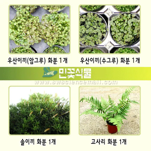 민꽃식물(우산이기 솔이끼 고사리), 단품