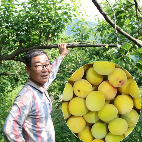 이웃사촌 지리산 고랭지 매실 청매실 황매실 10kg, 지리산 황매실 10kg 대(3번과), 지리산 황매실.홍매실 대