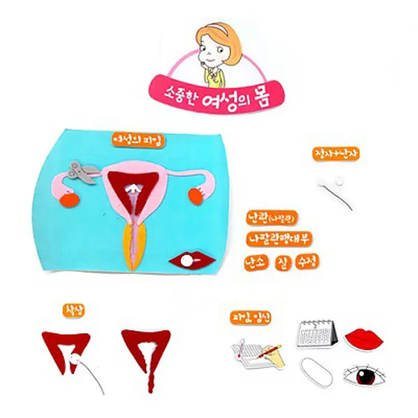 여성생식기모형도 완구 매트 자연 과학완구 곤충학습