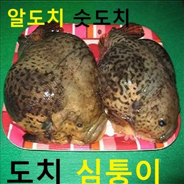 심퉁이 알도치 숫도치 생물 급냉, 심퉁이 숫도치 4마리 통마리 급냉