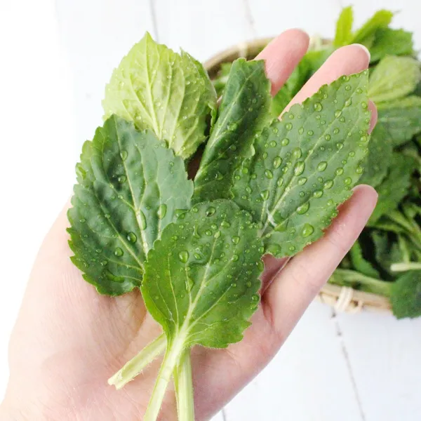 [산지직송]향긋한 봄나물 안면도 부지깽이 300g/600g, 부지깽이600g