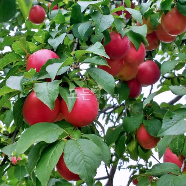 모든원예조경 자두나무 (왕자두) 결실주 분묘목