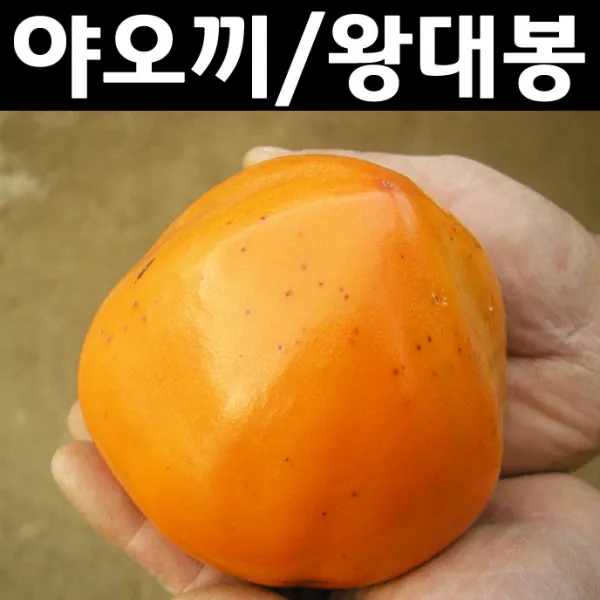 감나무(야오끼/왕대봉) 접목1년 3개/나무 묘목/과실수