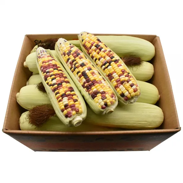 삼다몰 제주 찰+초당맛 오색찰옥수수 초당옥수수 특품 한입 두입 10개 20개, 1박스, 오색찰옥수수 특품 20개