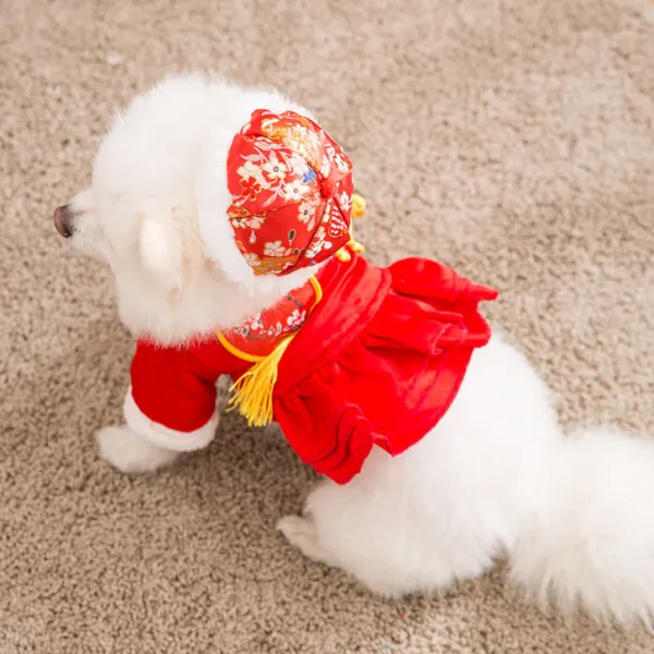 어반30 반려동물 필수템 강아지 고양이 모자 새틴 토끼털 추동 새해 복 많이 받으시고요, 돈벼락을 축하하다