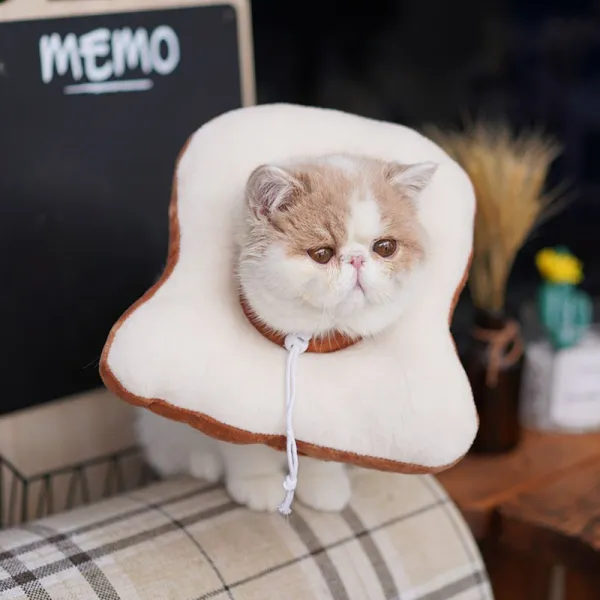 고양이 치욕 튜브 엘리자 화이트 권고양이 소프트 천목걸이 목토시 방지 핥다 불임 뒤용품 큐트 넥 워머 신축 끈타입 도넛 L적합 713근