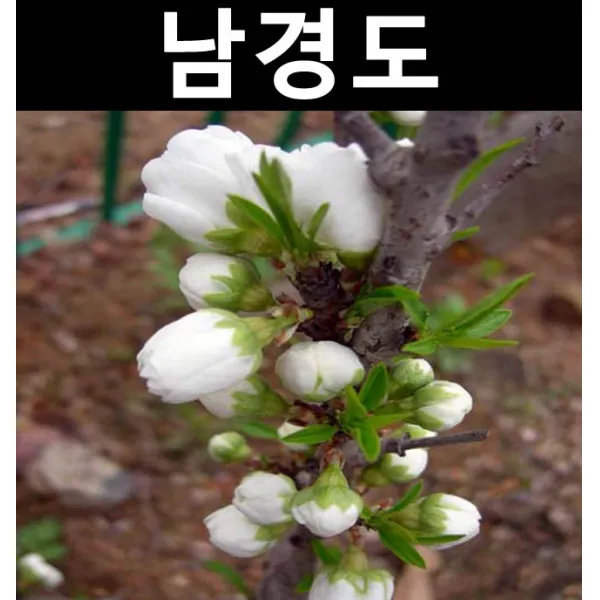 남경도(남경화) 접목1년(뿌리) 흰색꽃 5개/나무 묘목/활엽수/정원용