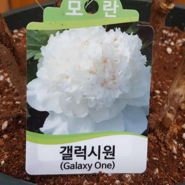 가꾸다 모란 목단 1개 갤럭시원