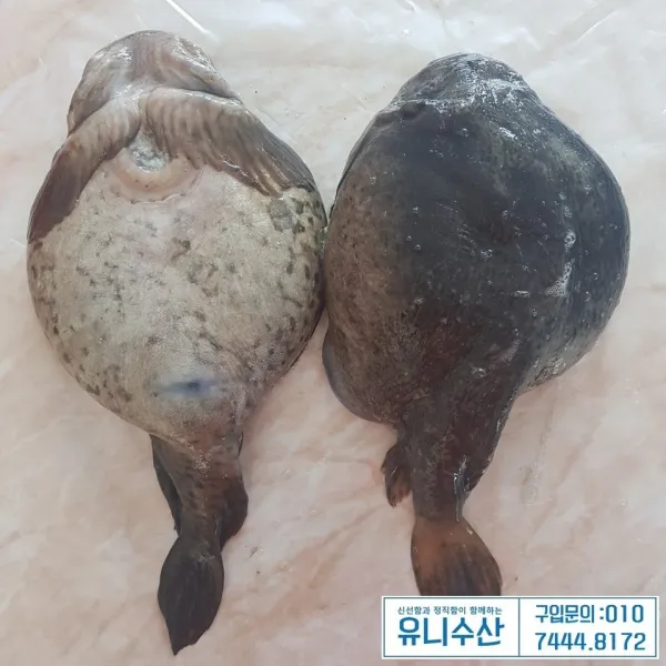 유니수산 당일조업 동해 제철생선 생물 알도치(심퉁이) 2마리 알도치, 2.5kg내외