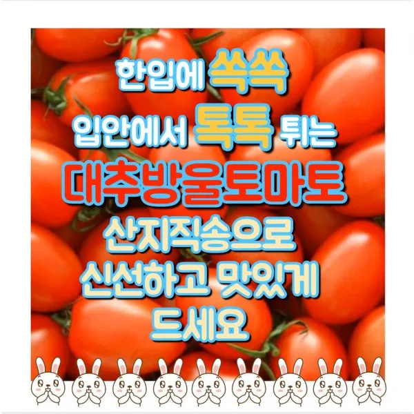 쏙쏙 대추방울토마토5kg 산지직송 