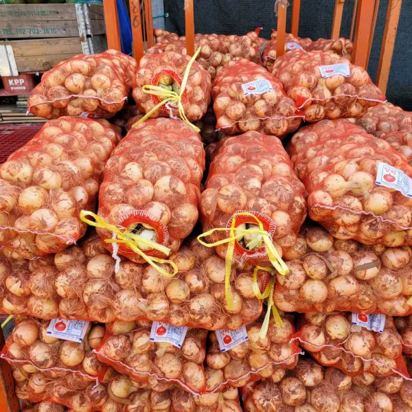 [푸드팜] 22년 장아찌용 햇양파 양파, 10kg (장아찌용)