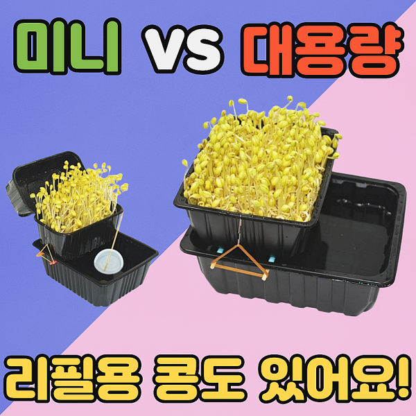 디디시 국산 콩나물시루 만들기 세트 사각 미니 옵션 1인용 콩나물재배기