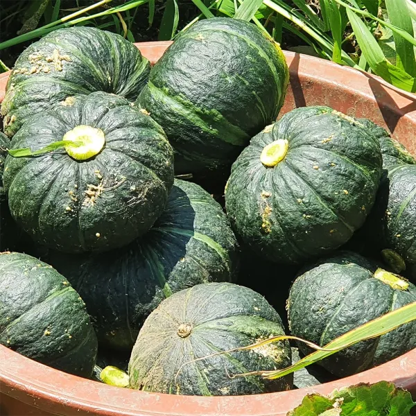 제주 매년 재구매 높은 국민농수산 미니 단호박 밤호박 보우짱 산지직송 2kg 3kg 5kg 특상품 특품, 13. 미니단호박 10kg