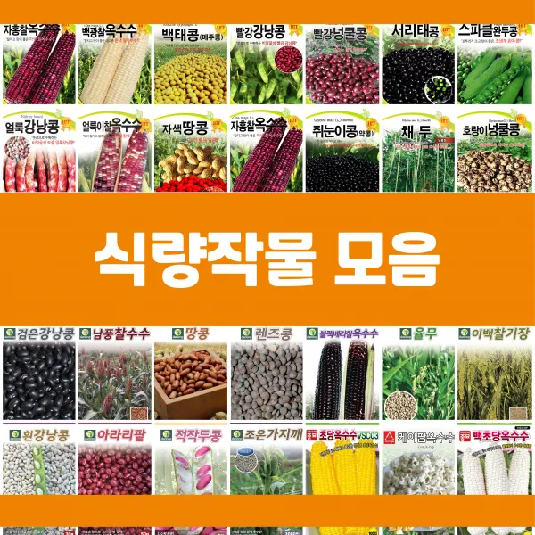 콩 옥수수 곡물 씨앗 모음, 15.호랑이강낭콩