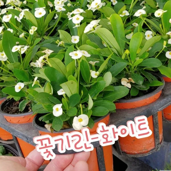 꽃나라엘리스 꽃기린(화이트)-꽃이 솟아 오른 모양이 기린을 닮았다고