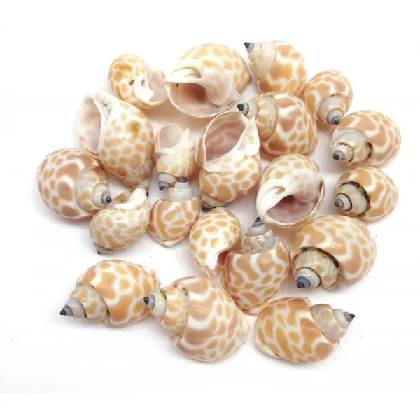 PEPPERLONELY 20PC 작은 바빌로니아 Spirata 소라게 바다 조개 1/2 인치 ~ 1 인치