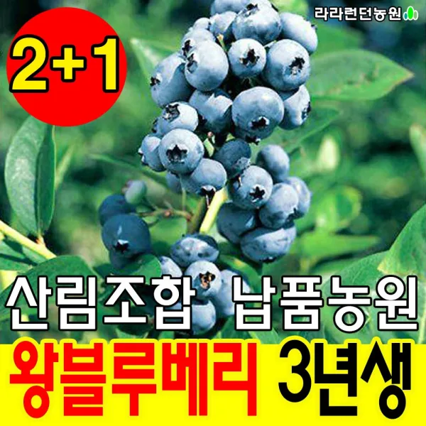 라라런던농원 블루베리묘목 3년생 나무 재배 키우기