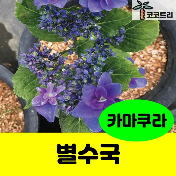 [코코트리] [꽃나무] 별수국 묘목, 1개, 별수국(카마코라) 7치화분