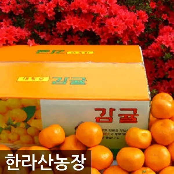 한라산농장 조생귤 15KG 10KG 옥션판매량1위 입점기념- 불만족시 무료반품 -, 귤 10KG 중대과(L~2L) 홍보용 특가