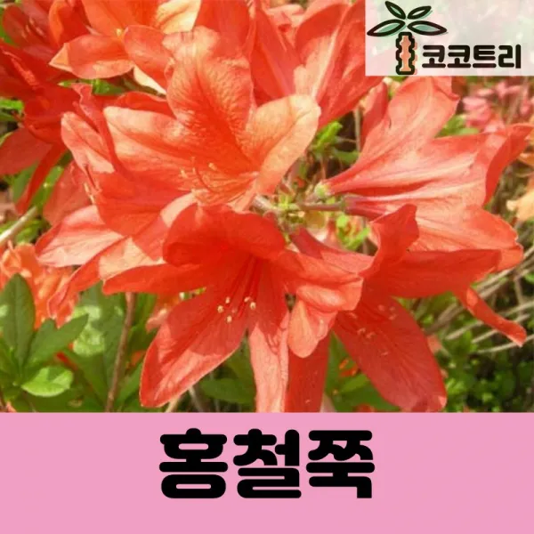 [코코트리] [꽃나무] 홍황철쭉 묘목, 1개, 홍철쭉 키30cm