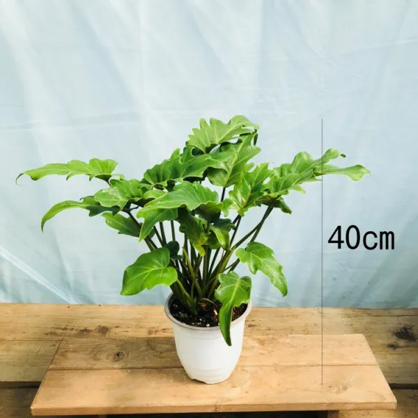 청년농부 너무이쁜 셀렘