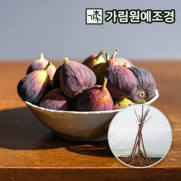 무화과나무 승정도후인 삽목2년 결실주, 삽목 2년생 특묘 (2개묶음)
