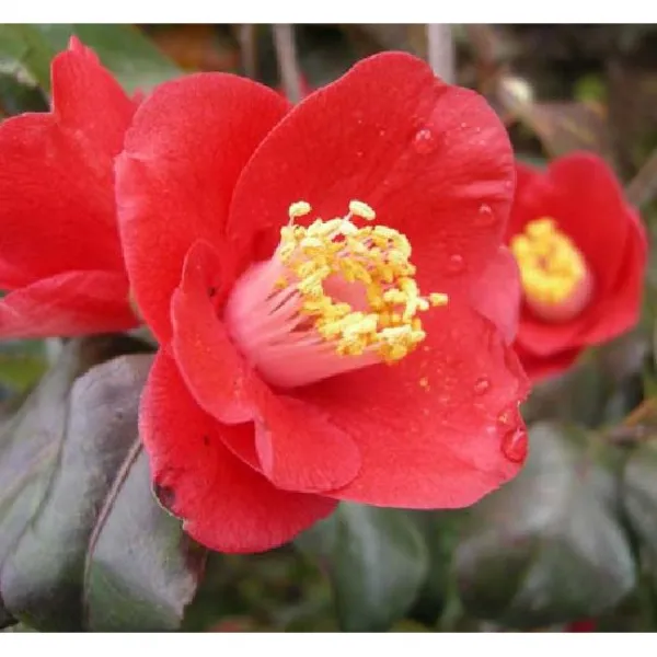 모종/묘목 야생동백 홑꽃 키100cm 내외 분 R0895