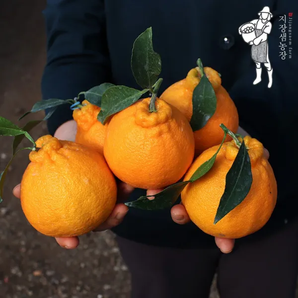 제주 고당도 한라봉 선물세트 가정용 2kg 3kg 5kg 산지직송 1box 한라봉 가정용 3kg 중대과 12과내외 