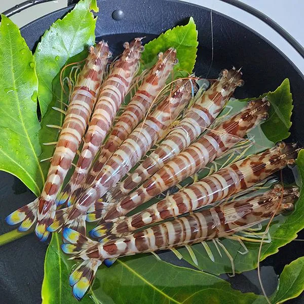[수요특가]통영애찬 자연산 싱싱보리새우(오도리)10미(중), 단품