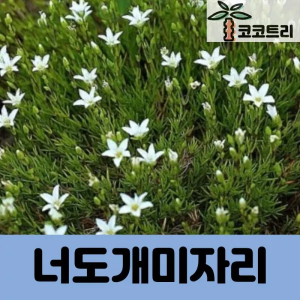 [코코트리] 너도개미자리, 1개, [5주묶음] 10cm포트