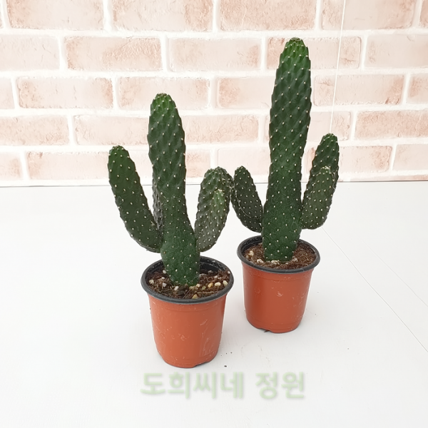 도희씨네 정원>> 승승장구 만세선인장 1+1 세트 150