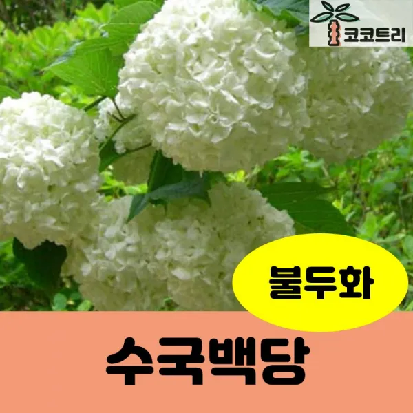 [코코트리] [수국특선] 수국백당(불두화) 묘목, 1개, 수국백당(불두화) 키80~100cm 4~6지 개화주(분)