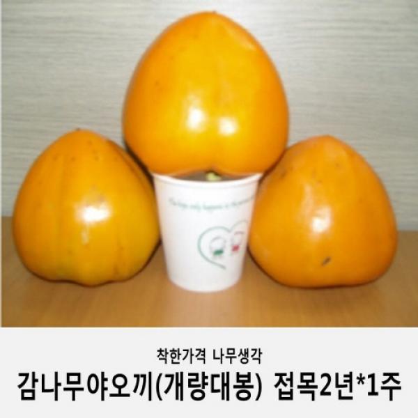 착한가격 나무생각 감나무야오끼(개량대봉)접목2년