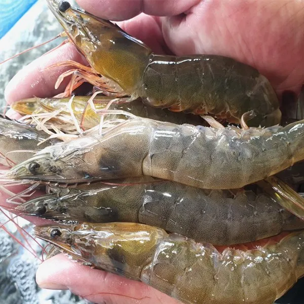 빛고을장터 생물 첫출하 흰다리새우 1kg내외 31-45미 왕새우 새우 대하, 1box, 생새우 36-45미 1kg내외
