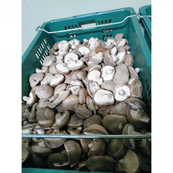 예산 표고버섯 (파지) 착한가게 드림 4Kg / 6kg / 8kg / 9Kg 무료배송! 식당용 국물용 육수용 김장용 다시용 대량용 추천 농장직송, 표고버섯(4kg 파지), 파지-4kg