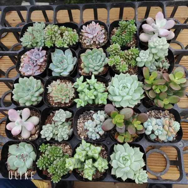 [샤론다육이야기] 미니국민다육, 1개, 언성