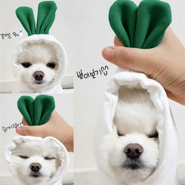 초여름 무 애완동물 펫 테디 비쿠마 히로미 팔찌 고양이 유견, 무 맨투맨, XL 등 롱 40cm （건의 10-1