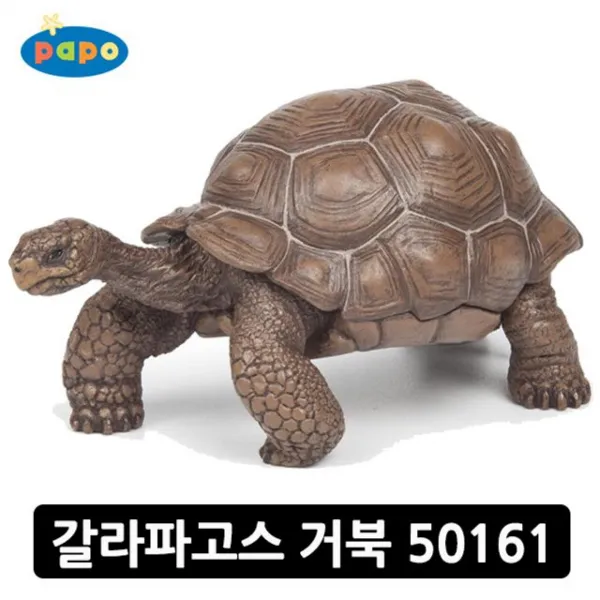 BW1B9418 -50161 파포 (동물 갈라파고스 거북 모형) po-02864