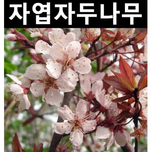 자엽자두 R4cm(분)/나무 묘목/활엽수/정원용