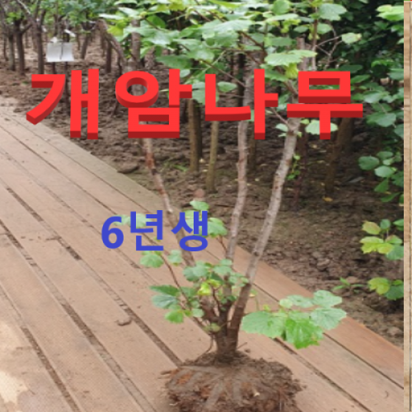 (성실농원) 개암나무(평구) 6년생 결실주(분) 1그루