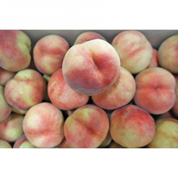 허니삼구 속이하얀 말랑이 복숭아4.5kg내외 1박스 말랑백도복숭아 4.5kg내외 14 18과 대과