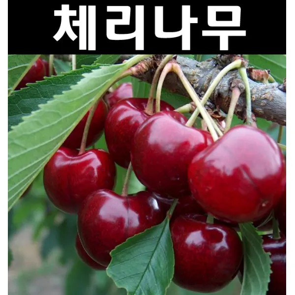 체리(라핀)나무 묘목 접목3년(결실주) 분/과실수